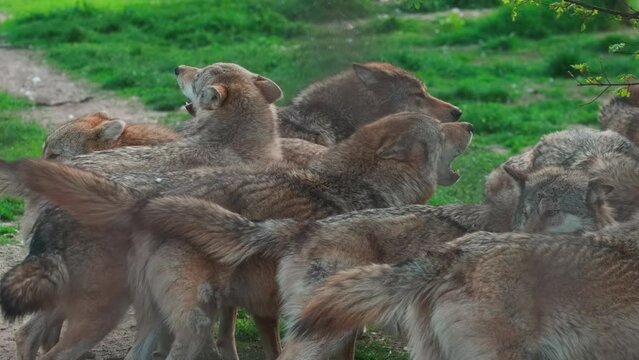 Creepy Pack of grey wolves howling in the forest. 4K UHD ProRes 422HQ 10Bit mov.