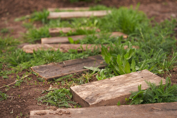 Fototapeta premium A temporary path in the vegetable garden of waste boards laid chaotically on the ground after the rain.