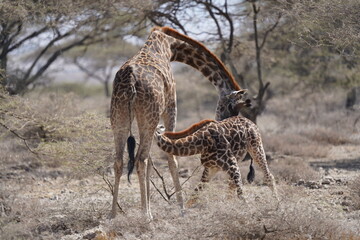 giraffe baby drinking the milk from the mother