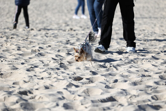 Człowiek z psem na smyczy spaceruje po plaży nad morzem. 