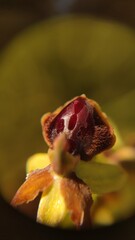 yellow orchid flower