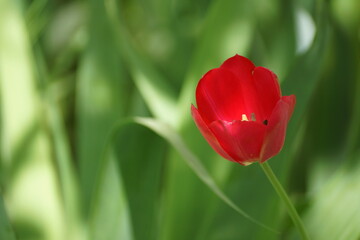 red tulips in the garden