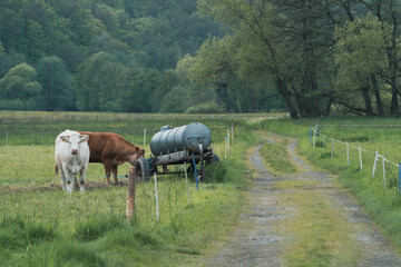 cows in a field with the water tank and the dirt road, vintage look