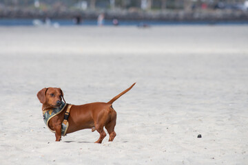 Dachshund wiener dog mix mutt playing in the sand at the beach 