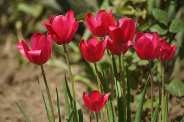 red and white tulips