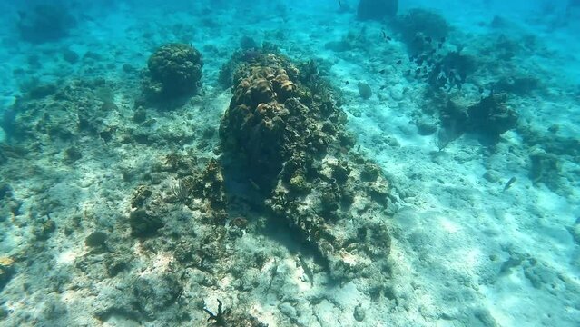 An underwater video of reef fish swimming near a rock and coral reef