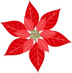 Poinsettia illustration. Christmas element. Flat design.