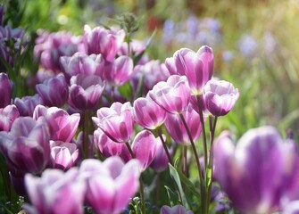 beautiful tulips in the garden