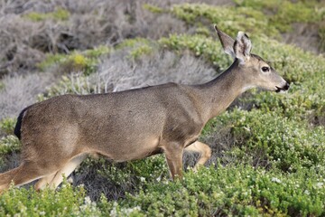 Deer cautiously walking through bushes