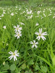 white flowers in the grass