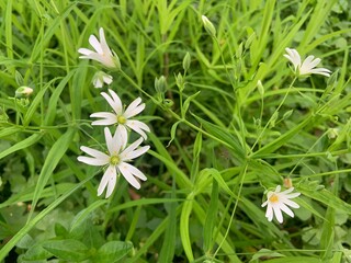 white flowers on grass