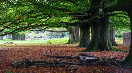 Spreaded branches of large trunk trees at Dunham Massey Park UK
