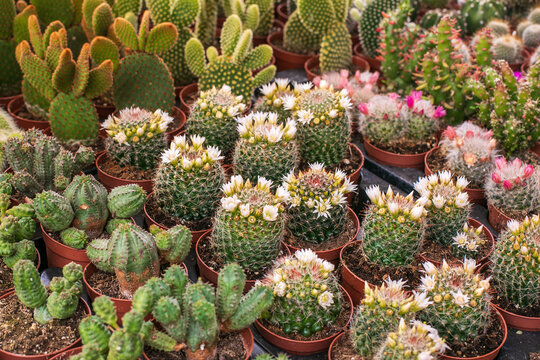 Blooming cacti closeup, cacti background, fat plants, variety of nature.