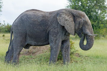 Obraz premium Elephant in Kruger Park, South Africa
