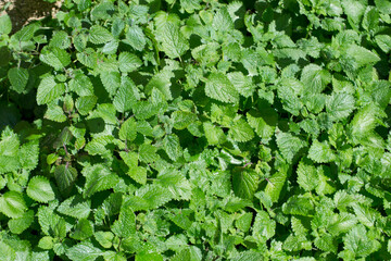 A background of true lemon balm leaves (Melissa officinalis) being grown in full sun.