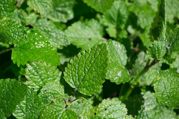 A background of true lemon balm leaves (Melissa officinalis) being grown in full sun.