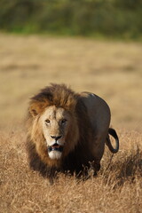 Male lion walking in Serengeti National Park