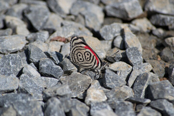 The unique beauty of the Eighty-eight butterfly (Diaethria clymena) in the Brazilian Atlantic Forest.