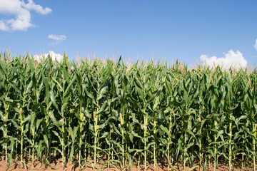 Field cultivated with maize (Zea mays) on a large scale, in the flowering phase.