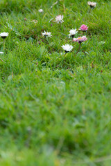 białe i różowe stokrotki na trawniku © Andrzej Michaluk