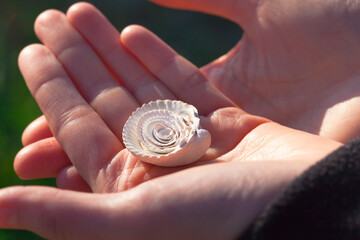 Natural Beach Find Treasure / Hand hold collection of seashells sorted into each other by size (copy space) - 599707213