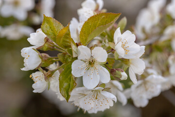 Apple blossoms. Without people. Daylight.