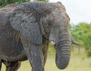 Obraz na płótnie Canvas Elephant in Kruger Park, South Africa