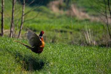 Bażant trzepoczący skrzydłami, wiosną o poranku. Zdjęcie zrobione z czatowni, dziko żyjącemu ptakowi. 