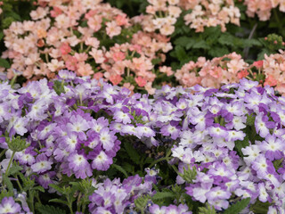 バーベナの花苗