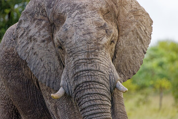 Elephant in Kruger Park, South Africa
