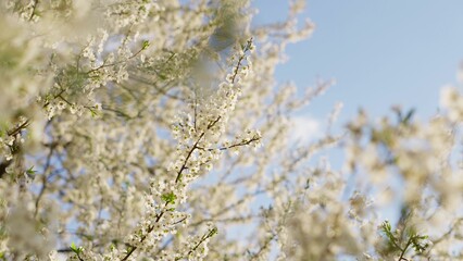 White spring flowers on tree branches