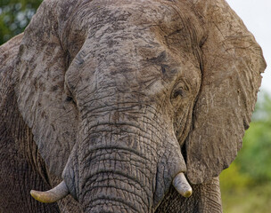 Elephant in Kruger Park, South Africa