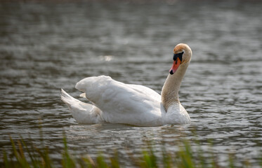 łabędź  © Sporywildlife