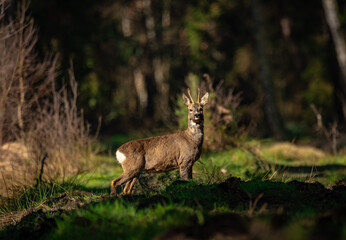 Kozioł © Sporywildlife