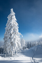 Zima w Beskidach © Sporywildlife