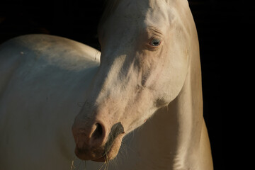 Young white horse with blue eyes closeup on black background.