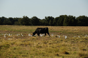 Texas ranch with black angus cow grazing with cattle egrets for symbiosis.