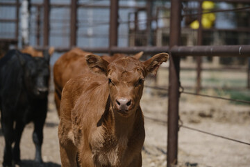 Calf in pen during branding season on ranch closeup of baby cow face.