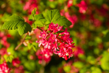 Close-up image of flowering Red Currant flowers in full bloom, bushy deciduous Ribes sanguineum 'Pulborough Scarlet' shrub in spring garden background.