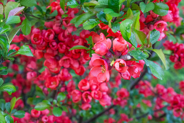 Chaenomeles, close-up of Japanese quince flowers, red buds of flowering plants in the Rosaceae family. Chaenomeles speciosa.
