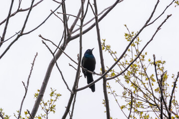 A Common Grackle Perched In A Tree In Spring