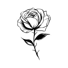 Rose flower in line art drawing on white background.