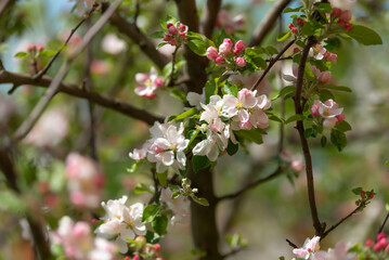 Blossoming apple tree branches and a bee