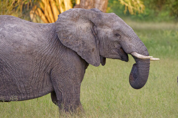 Elephant in Kruger Park, South Africa