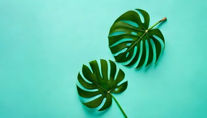 Creative frame of tropical leaves. Green monstera leaf with copy space