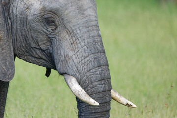 Elephant in Kruger Park, South Africa