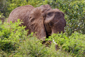 Elephant in Kruger Park, South Africa