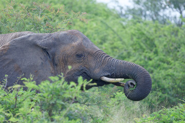 Elephant in Kruger Park, South Africa