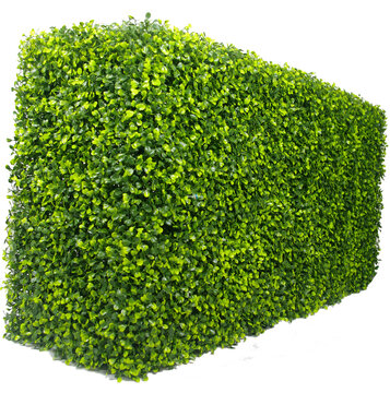 hedge green wall box grass isolated on white