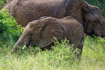 Elephant in Kruger Park, South Africa